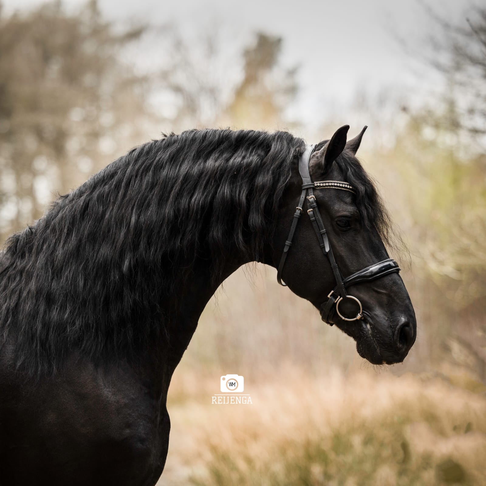 Friesian Horse for Sale